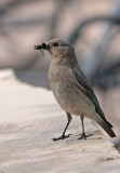 Mountain Bluebird