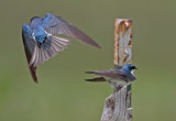 Tree Swallows Mating