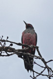 Lewiss Woodpecker