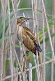 Least Bittern