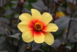 Dahlia