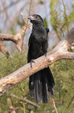 Groove-billed Ani