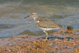 Spotted Sandpiper