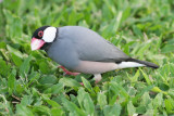 Java Sparrow