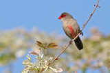 Common Waxbill