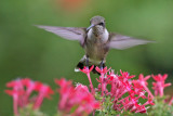 Hummingbird