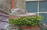 Young gull on nest