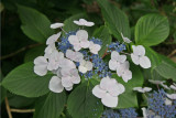 Hydrangea