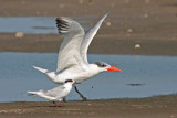 Caspian and Forsters Tern