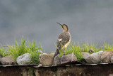 Andean Flicker