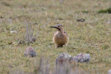 Andean Flicker