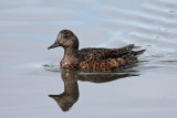 American Wigeon