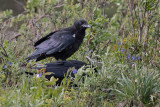 Common Ravens