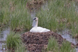 Trumpeter Swan on nest