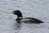 Yellow-billed Loon