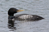 Yellow-billed Loon