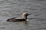 Pacific Loon