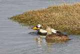 Spectacled Eiders