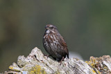 Song Sparrow (Alaska)