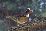 Varied Thrush