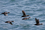 Harlequin Ducks