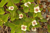 Dwarf Dogwood