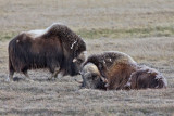 Musk-Oxen