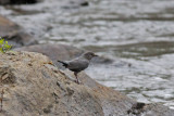 American Dipper