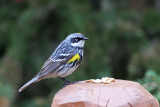 Yellow-rumped Warbler (Myrtle)