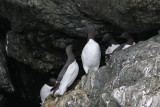 Common Murres