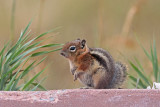 Gold-mantled Ground Squirrel