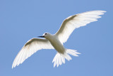 Manu o Ku (White Tern)