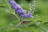 Sept 5: Hummingbird with Vitex flower