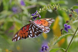 Gulf Fritillary