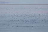 A lake full of birds!