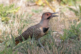 Northern Flicker (Yellow-shafted)
