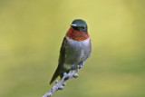Sept. 5 Ruby-throated Hummingbird