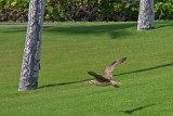 Kioea (Bristle-thighed Curlew)