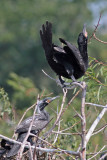 Neotropic Cormorants