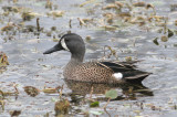 Blue-winged Teal