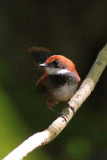 Palau Fantail