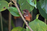 Palau Fantail
