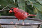 Northern Cardinal