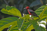 Micronesian Myzomela