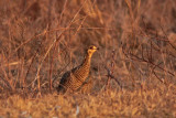 Attwaters Prairie-Chicken