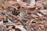 Chipping Sparrow