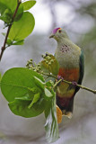 Palau Fruit Dove