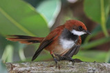 Palau Fantail