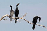 Neotropic Cormorants