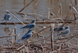 Mountain Bluebirds